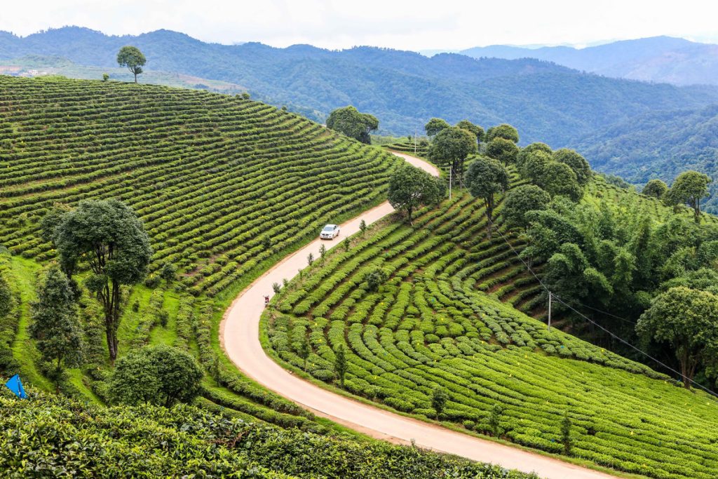 上海普洱茶回收：海派茶香的焕新之旅​