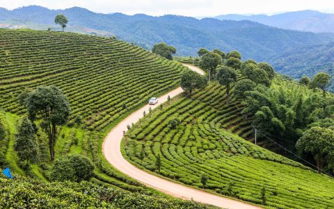 上海普洱茶回收：海派茶香的焕新之旅​