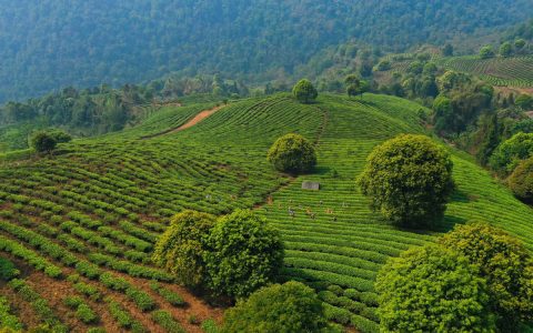 回收大益普洱茶：让经典茶香寻得新归途​
