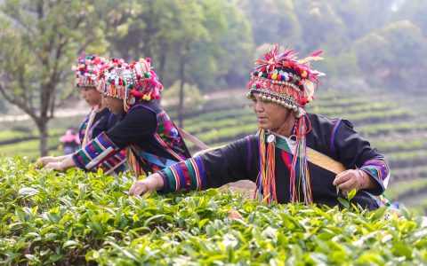 大益茶回收：茶叶回收网，让经典茶香持续流转​