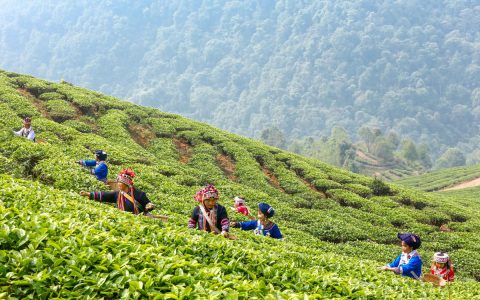 东莞万江普洱茶回收：为老茶寻得靠谱归处
