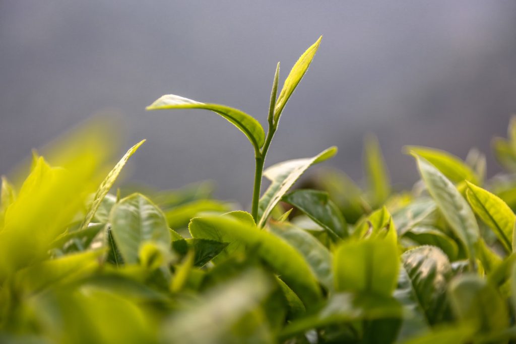 普洱茶饼回收吗？靠谱渠道大揭秘