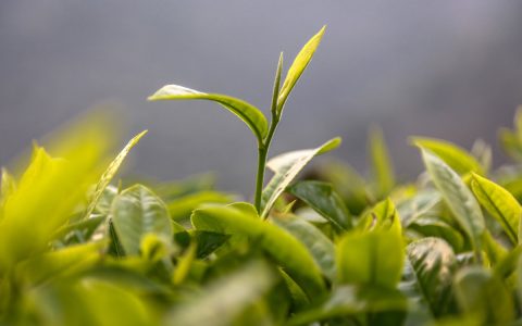 普洱茶饼回收吗？靠谱渠道大揭秘