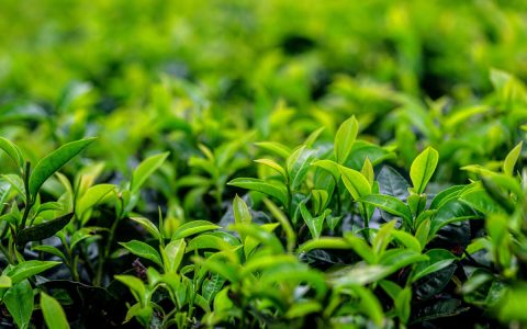 旧茶叶竟成隐形财富？这个秘密渠道让无数人翻箱倒柜！
