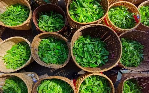 大益普洱茶新包装材质如何影响回收价值