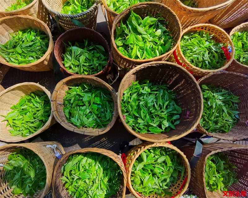 高端普洱茶回收渠道对决:线上平台与线下门店,谁让你的陈茶更值钱?
