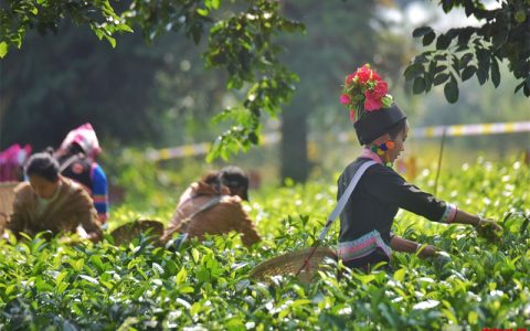 从茶饼到画布：普洱茶回收与当代艺术的跨界融合案例解析