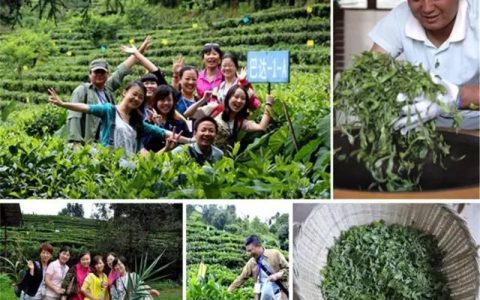 老班章 vs 易武正山：云南两大名产区普洱茶的风味对比与收藏价值