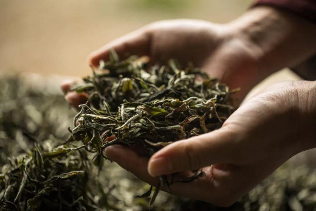 普洱存茶：避开 4 个误区，让茶越陈越香